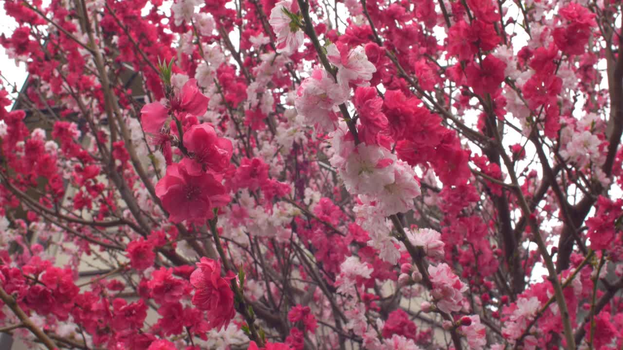 樱花树布满了日本的街道视频素材