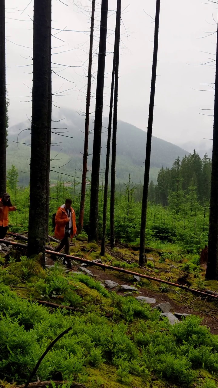 一对夫妇徒步旅行者走在森林小径喀尔巴阡山脉的背景视频素材