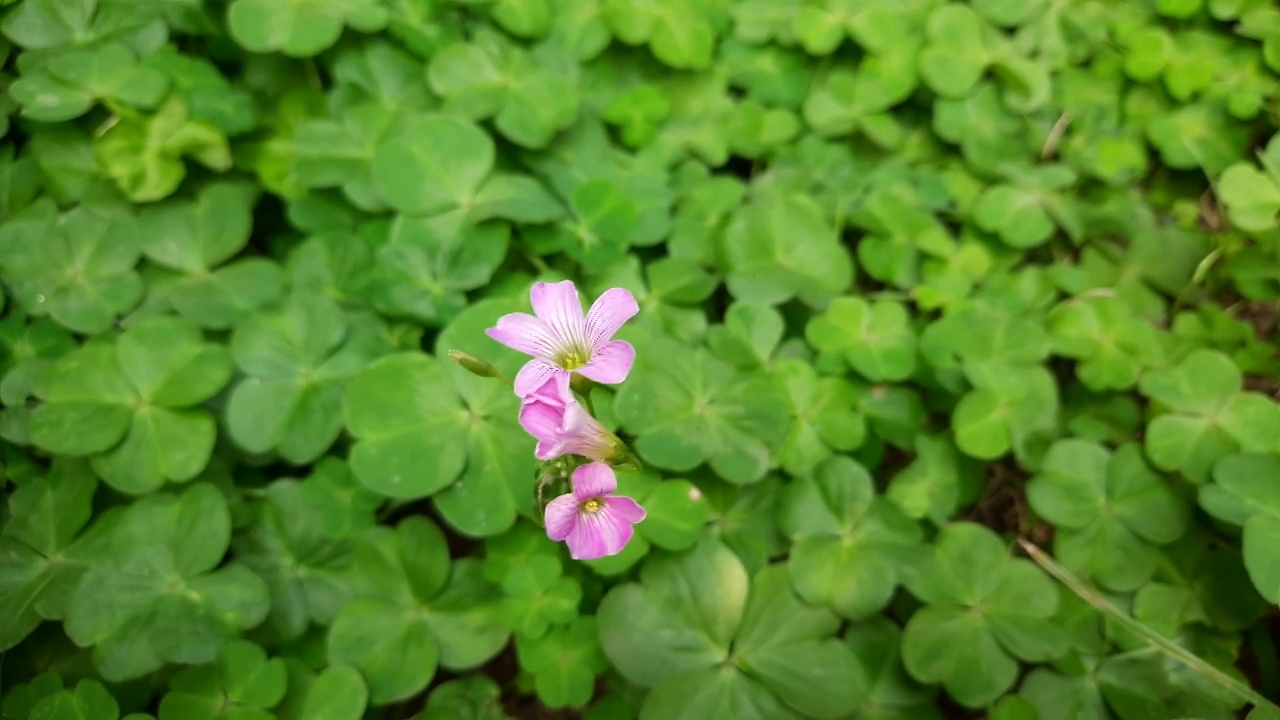 酢浆草(Oxalis articulata)，被称为粉酸模(pink-sorrel pink wood sorrel windowbox wood-sorrel)， Chari amilo(尼泊尔)，酢浆草，Netho (khatta) saag(印度)是一种多年生植物属酢浆草原产于温带南美视频素材