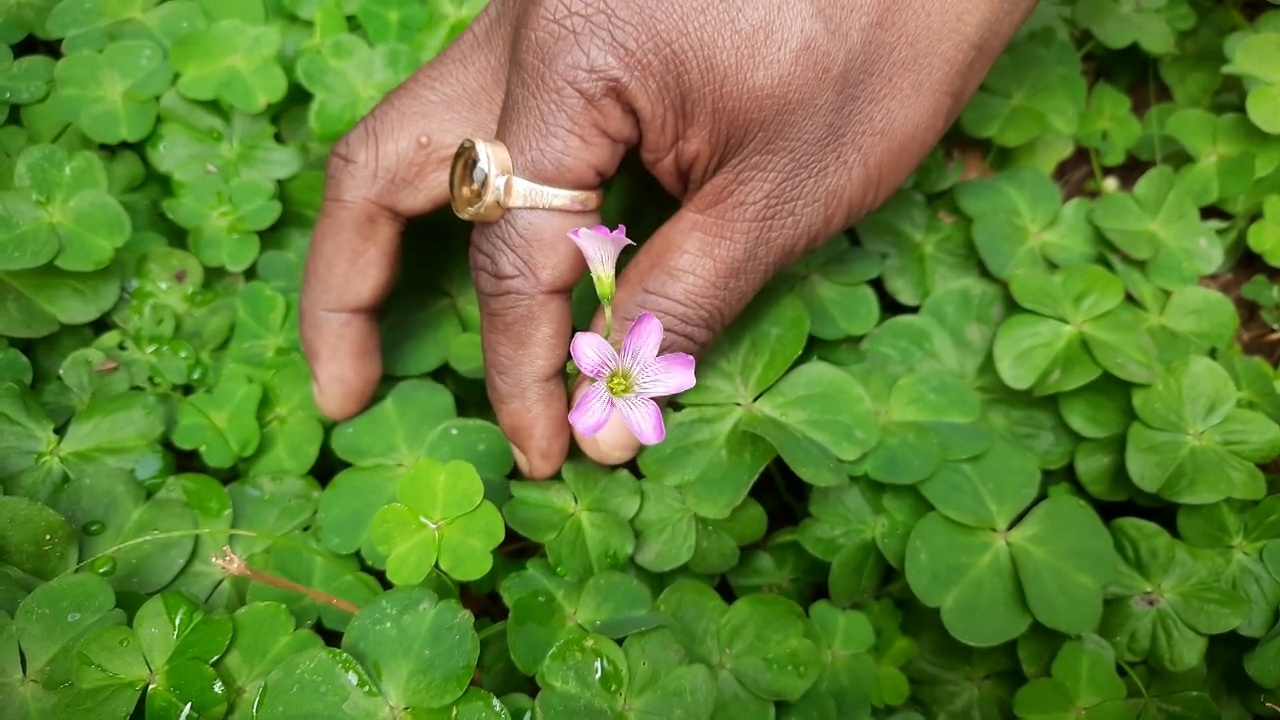 酢浆草(Oxalis articulata)，被称为粉酸模(pink-sorrel pink wood sorrel windowbox wood-sorrel)， Chari amilo(尼泊尔)，酢浆草，Netho (khatta) saag(印度)是一种多年生植物属酢浆草原产于温带南美视频素材