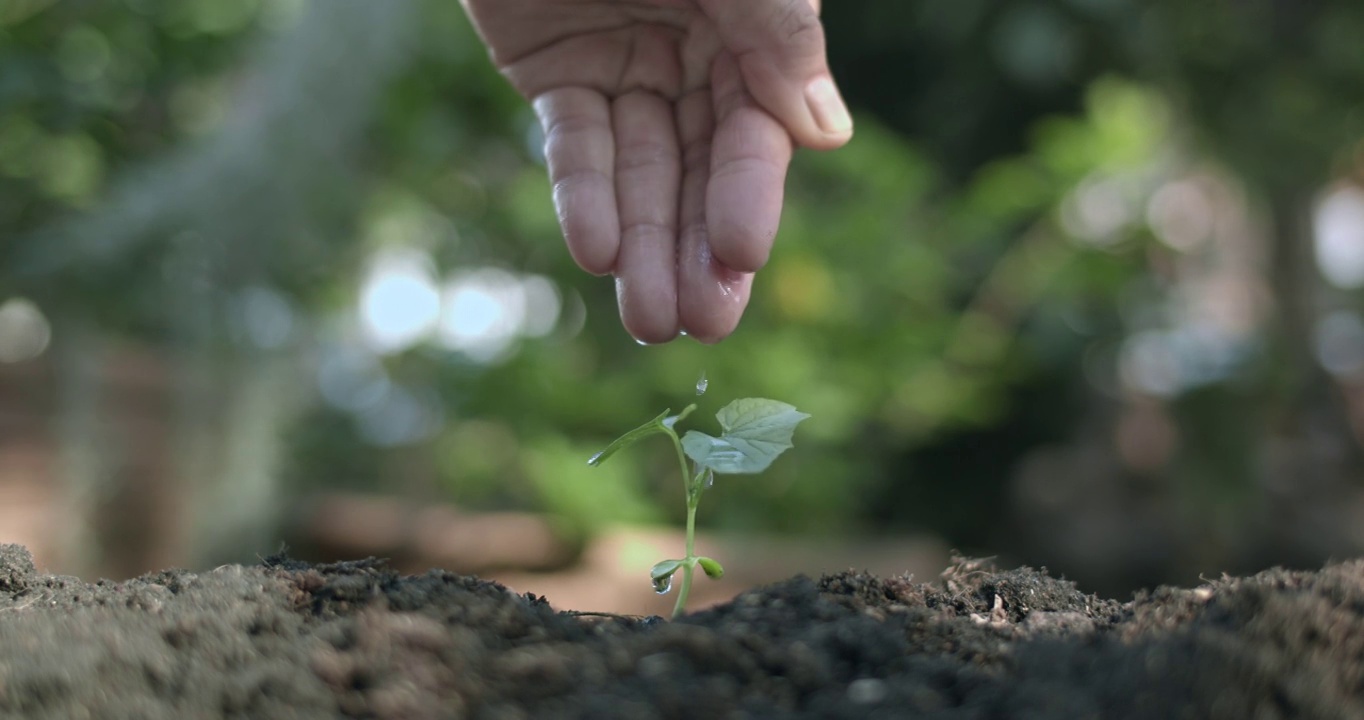 特写男性手植物浇水慢动作镜头，特写镜头视频素材