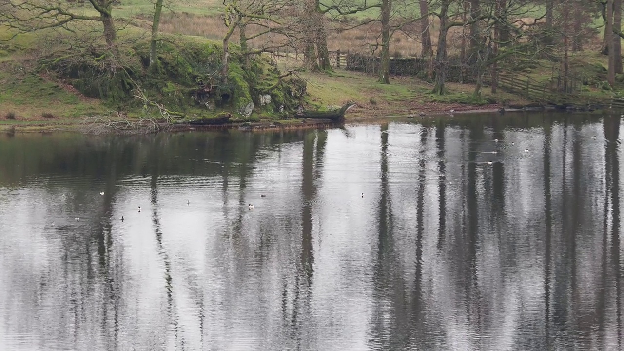 英国湖区，一群古桑达在Loughrigg Tarn觅食。视频素材