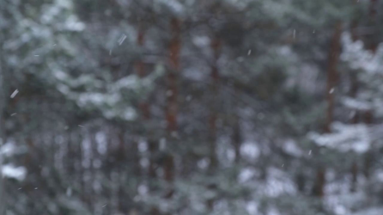 冬天下雪的背景上模糊的松树林。雪花乱飞。4 k。视频素材