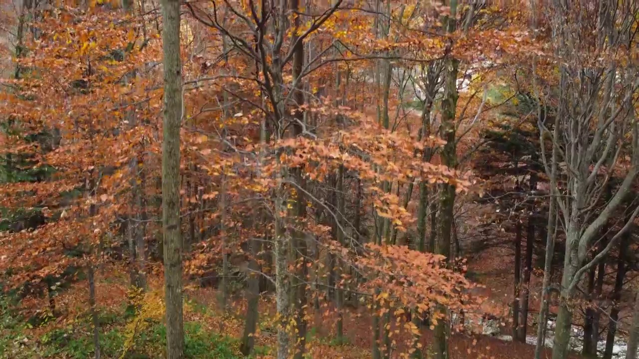 秋天山林树木。黄色和红色树叶，林地鸟瞰图。视频素材