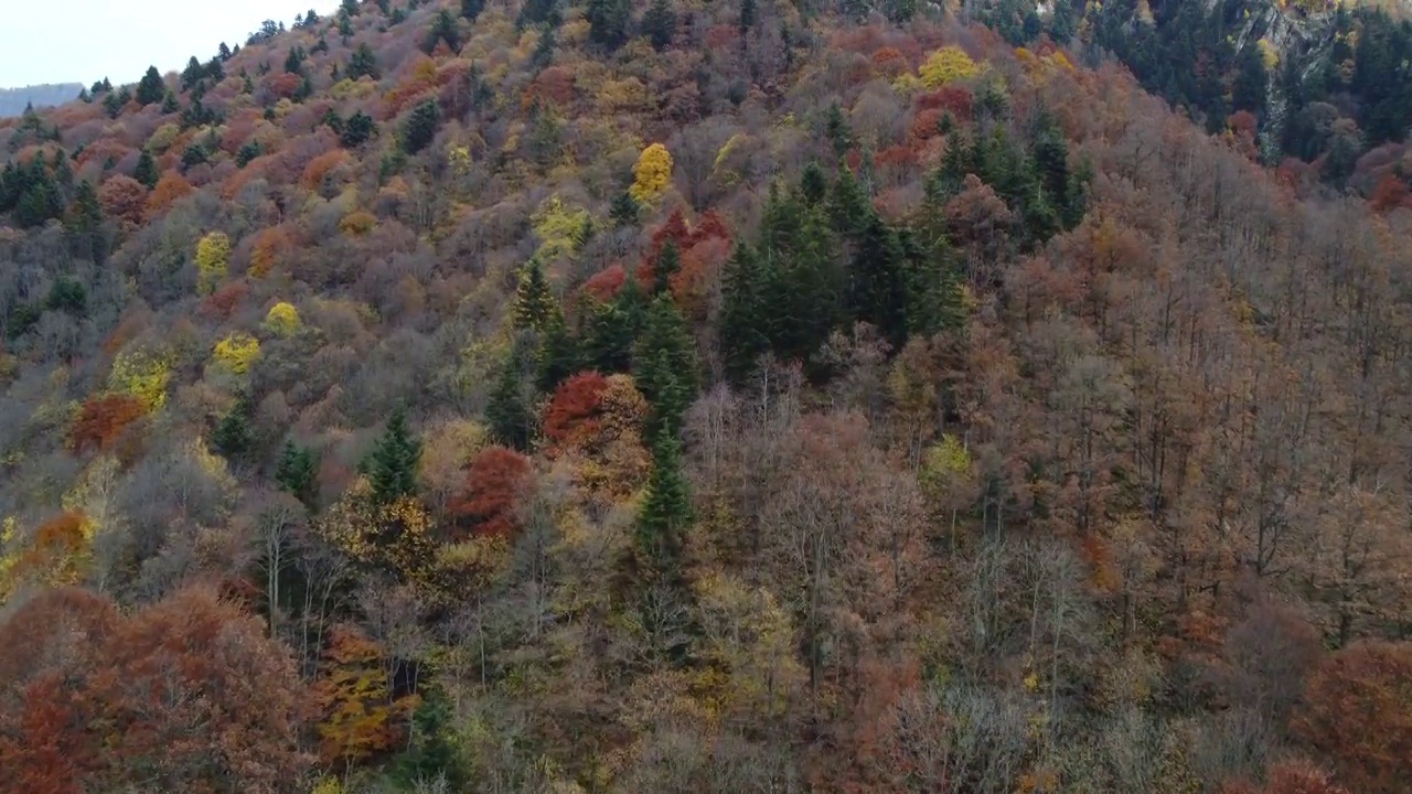 秋天山林树木。黄色和红色树叶，林地鸟瞰图。视频素材