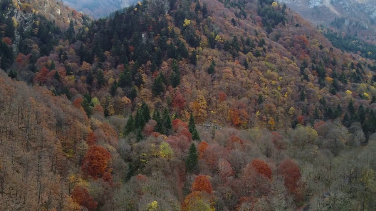 秋天山林树木。黄色和红色树叶，林地鸟瞰图。视频素材