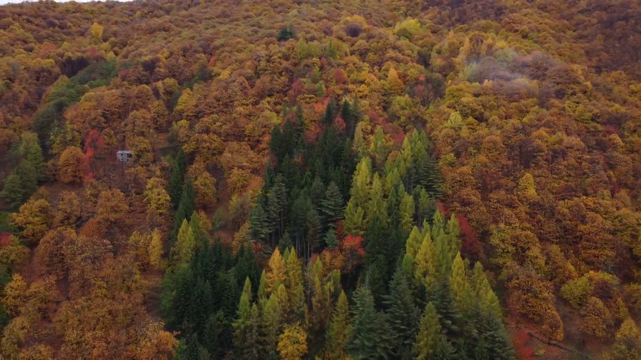 秋天山林树木。黄色和红色树叶，林地鸟瞰图。视频素材