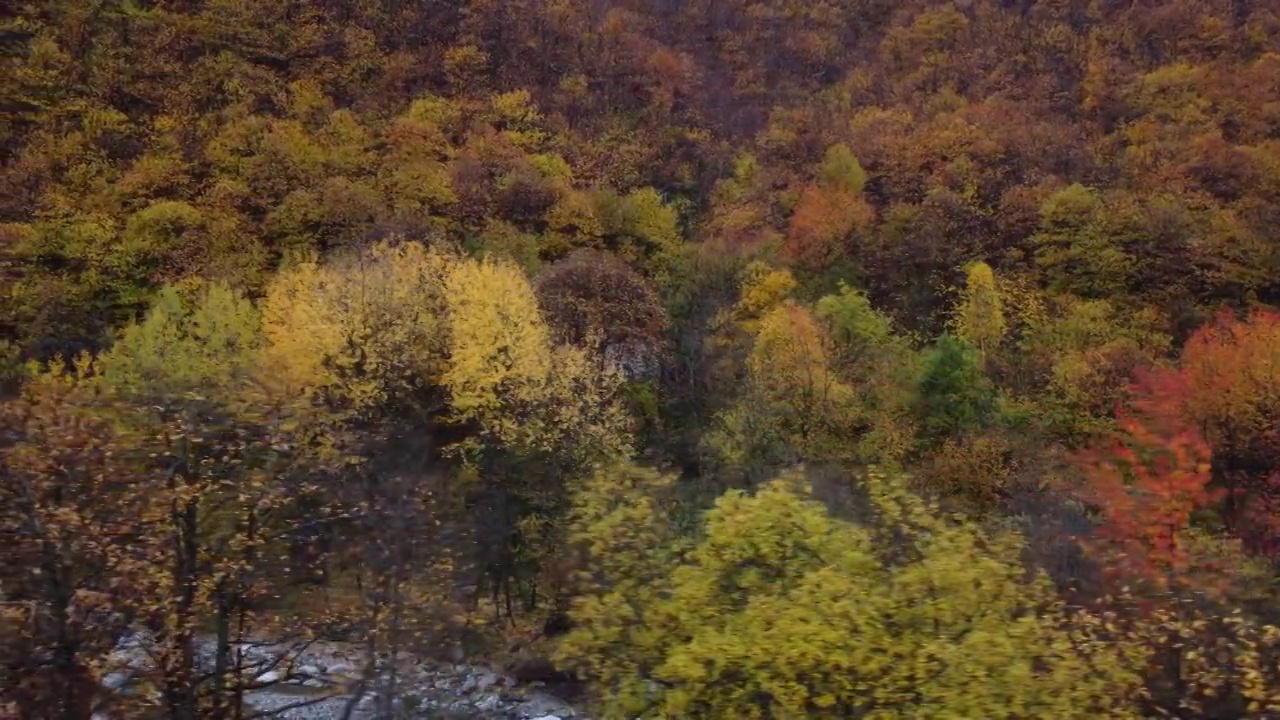 秋天山林树木。黄色和红色树叶，林地鸟瞰图。视频素材