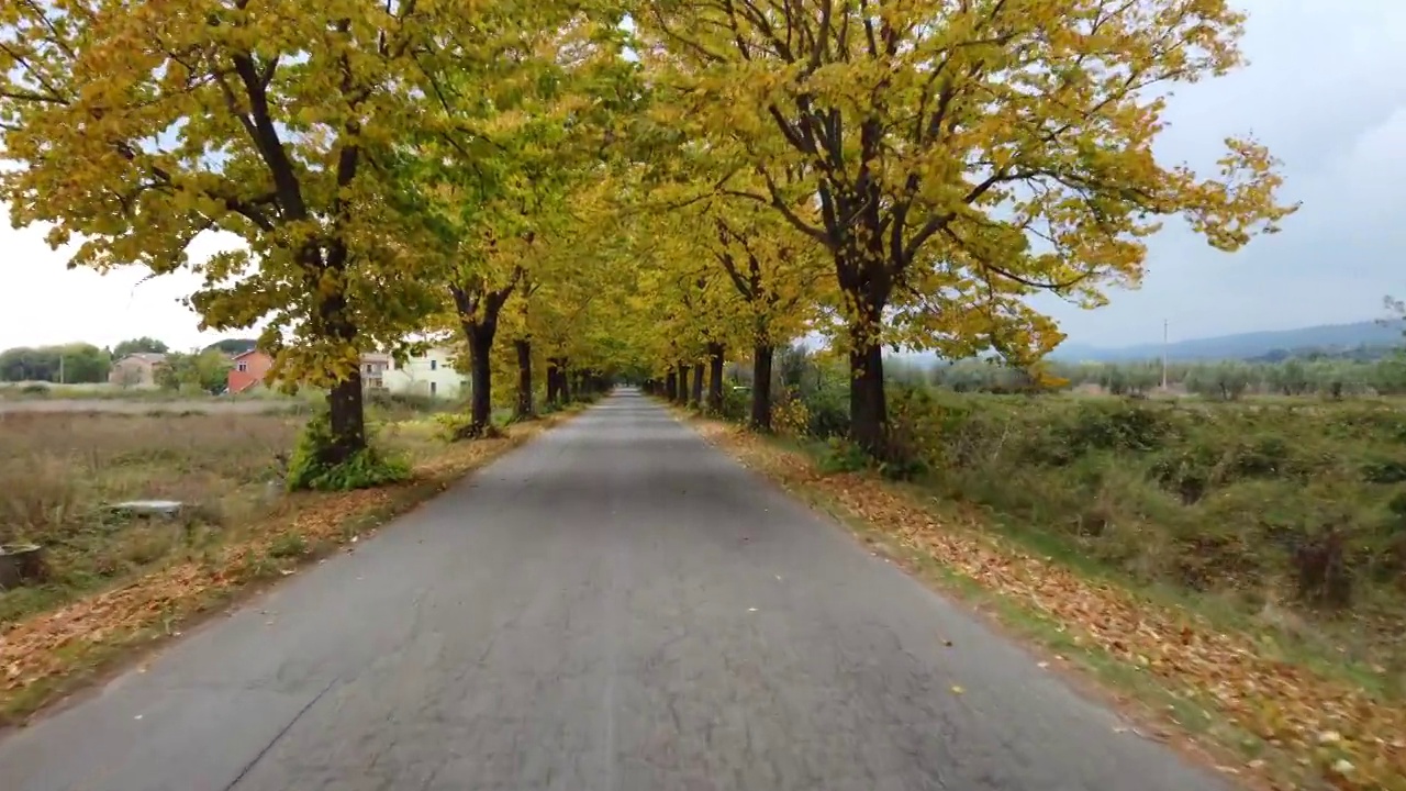 秋日路在山林中，鸟瞰黄红叶树视频素材