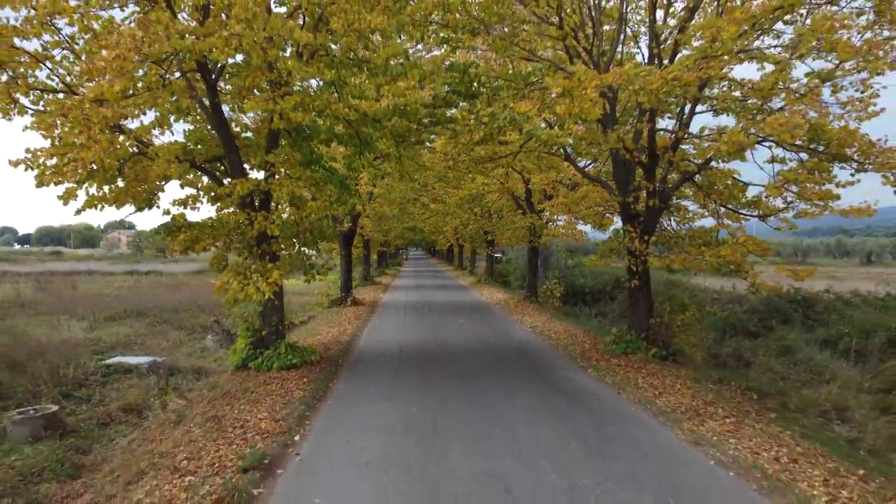 秋日路在山林中，鸟瞰黄红叶树视频素材