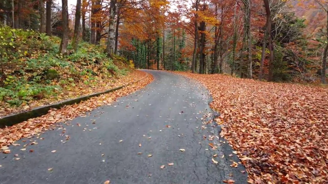 秋日路在山林中，鸟瞰黄红叶树视频素材