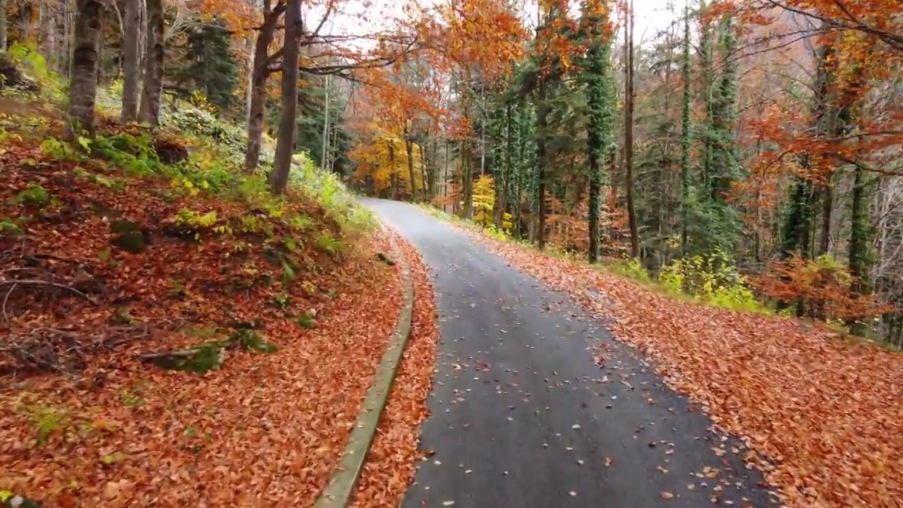 秋日路在山林中，鸟瞰黄红叶树视频素材