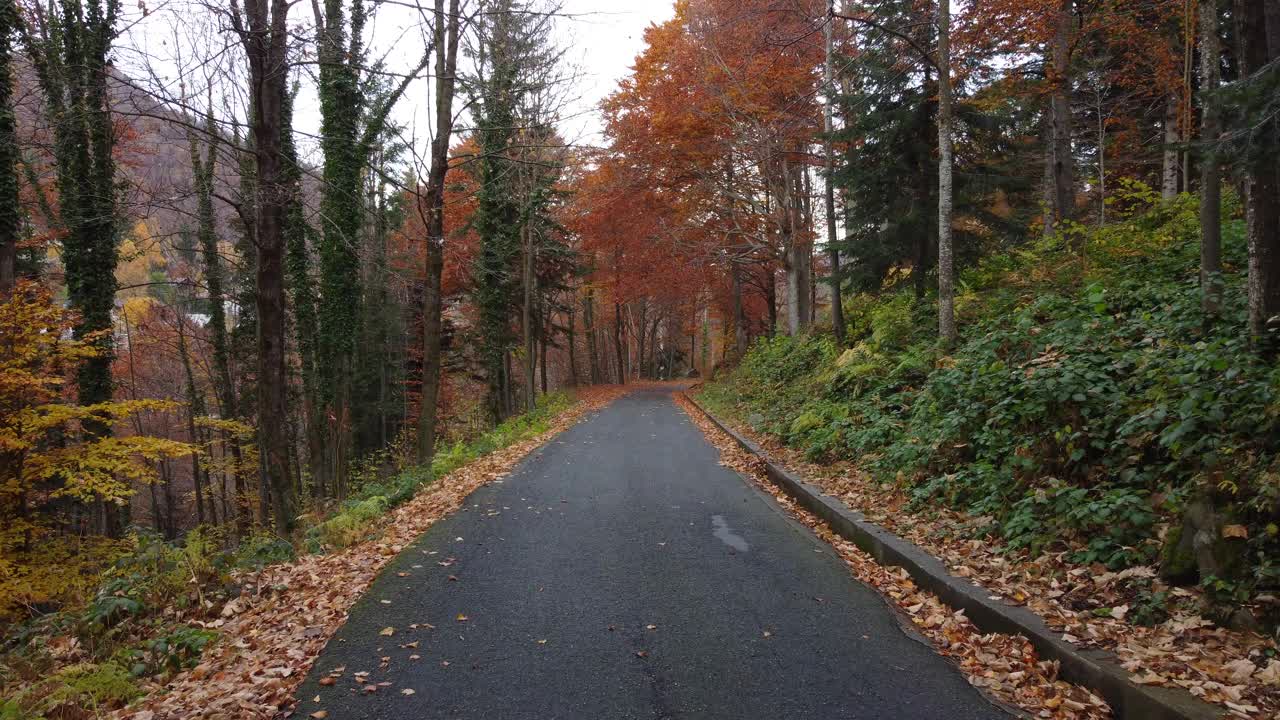 秋日路在山林中，鸟瞰黄红叶树视频素材