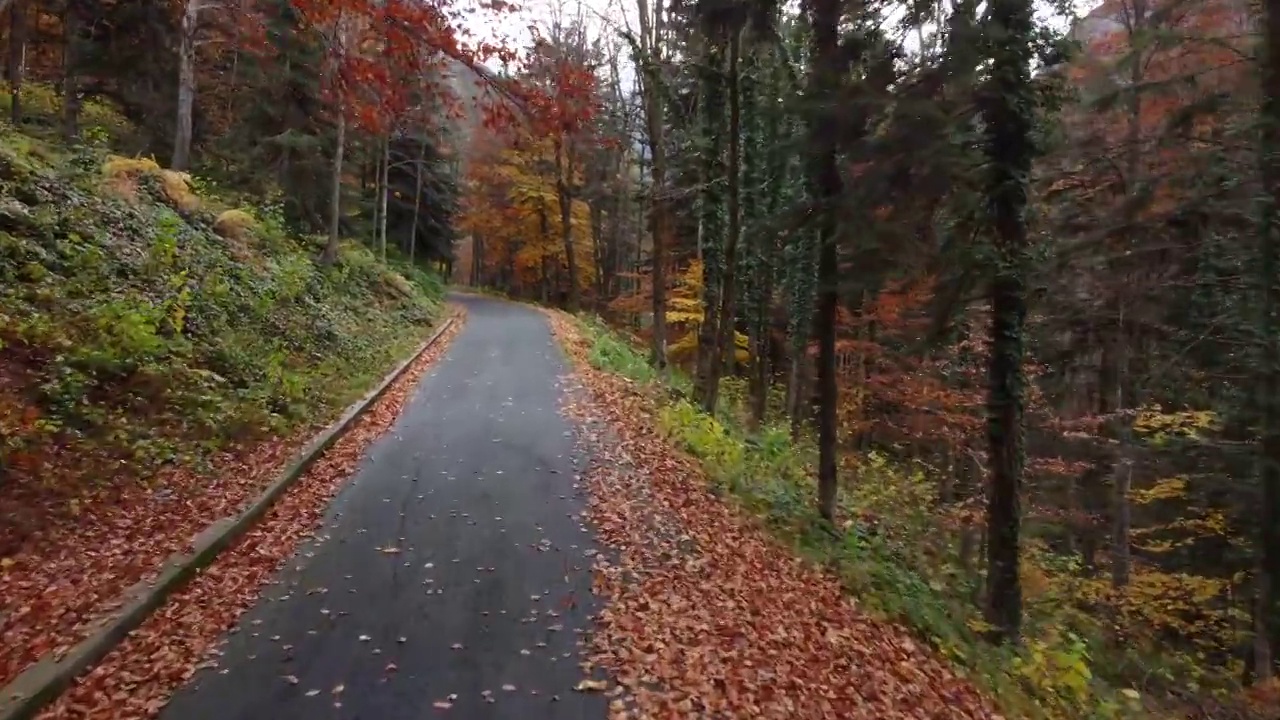 秋日路在山林中，鸟瞰黄红叶树视频素材