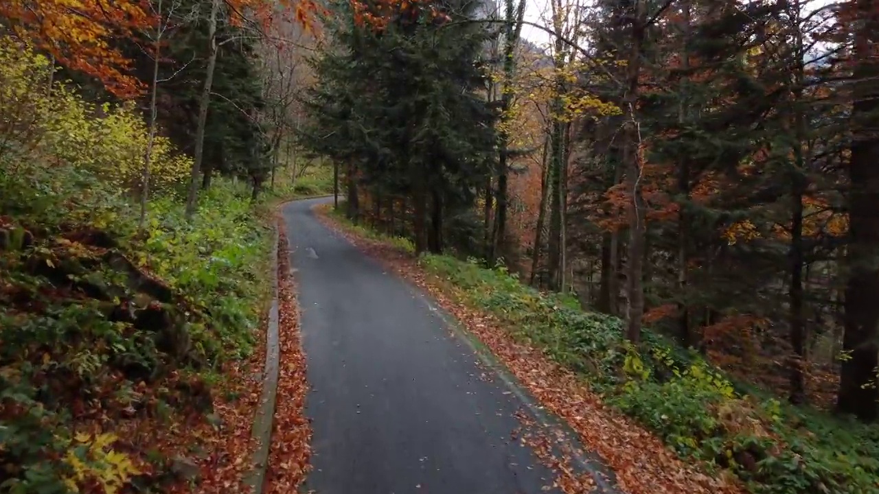 秋日路在山林中，鸟瞰黄红叶树视频素材