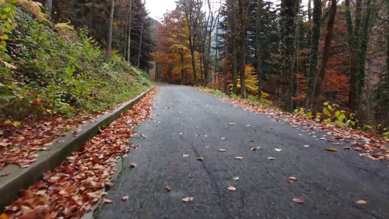 秋日路在山林中，鸟瞰黄红叶树视频素材