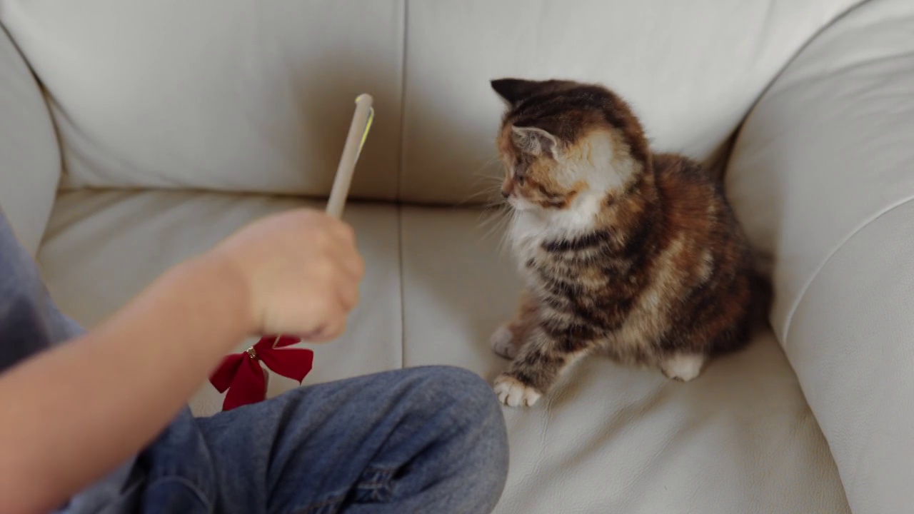 小男孩在家里的沙发上和棕黄色小猫玩红色蝴蝶结视频素材