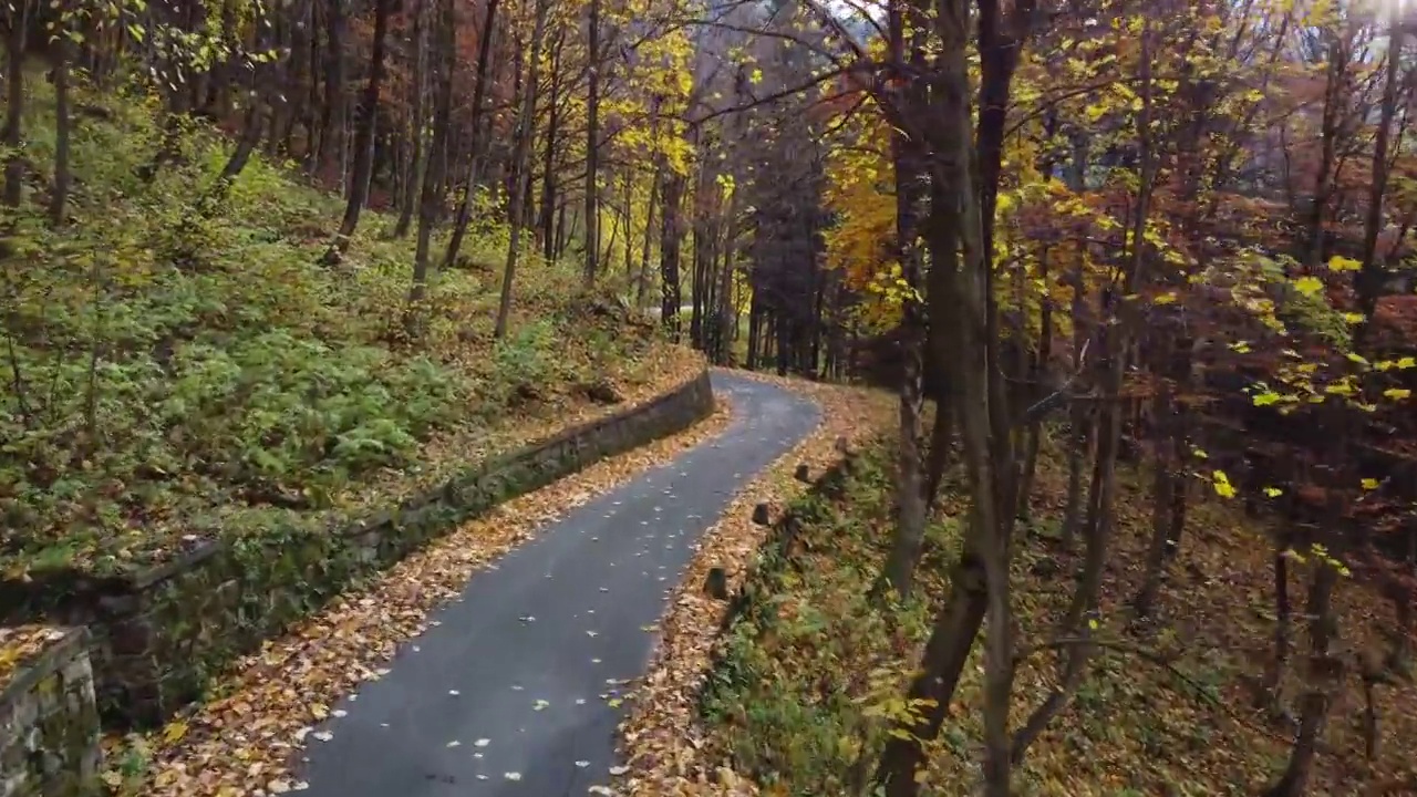 秋日路在山林中，鸟瞰黄红叶树视频素材