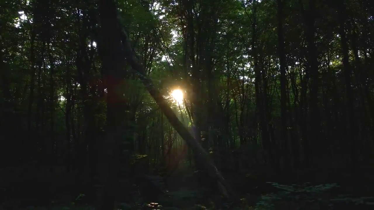 早晨，阳光透过浓密的树叶照在阴暗的树林里视频素材