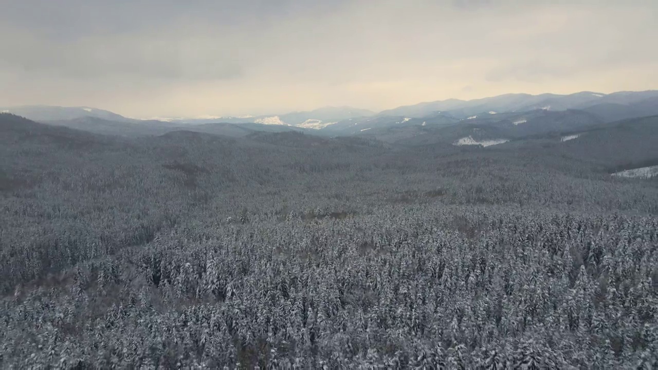 空中景观与常青松树覆盖着新鲜的雪，在冬季降雪期间在寒冷安静的晚上在山区森林视频素材