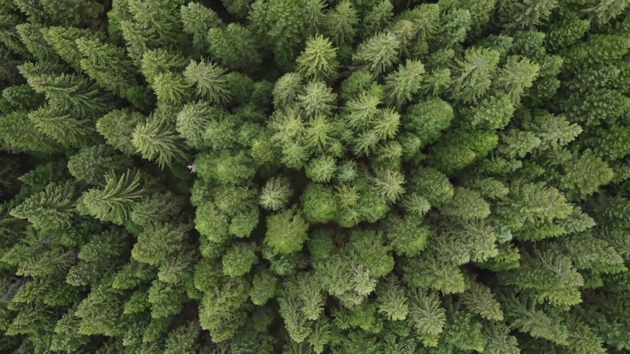 在日出时鸟瞰森林的早晨。无人机在夏季或秋季飞过欧洲冷杉林。自然背景。林地航拍4k视频素材