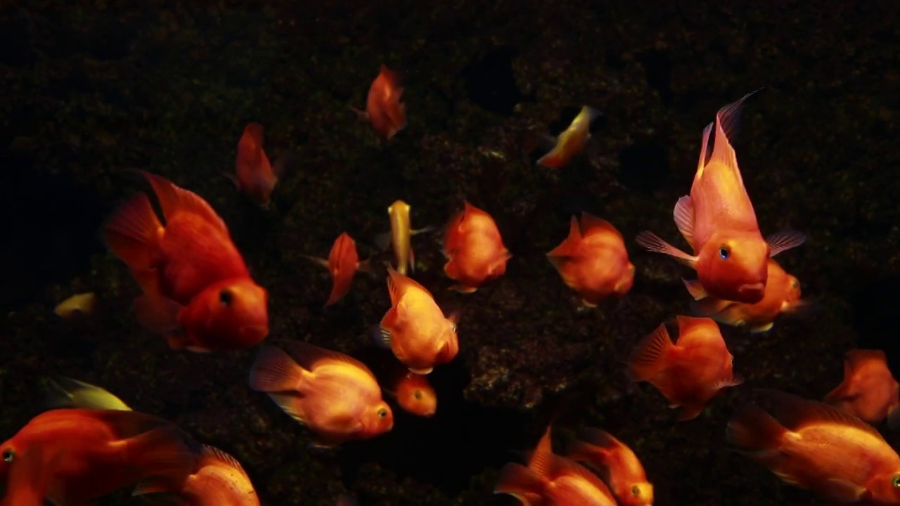 在自然背景上的小型热带鱼群。小金鱼在水族馆里游泳。黑暗的背景。视频素材