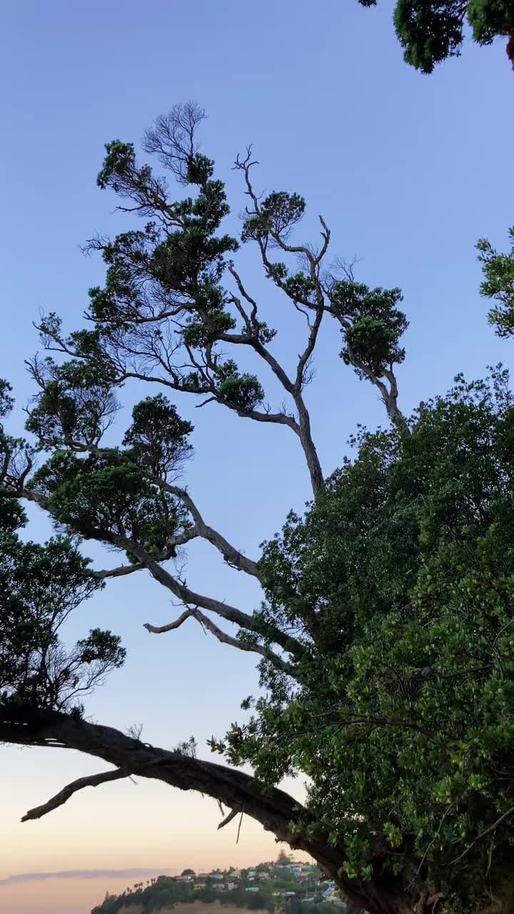 新西兰奥克兰的红海滩海岸线视频素材