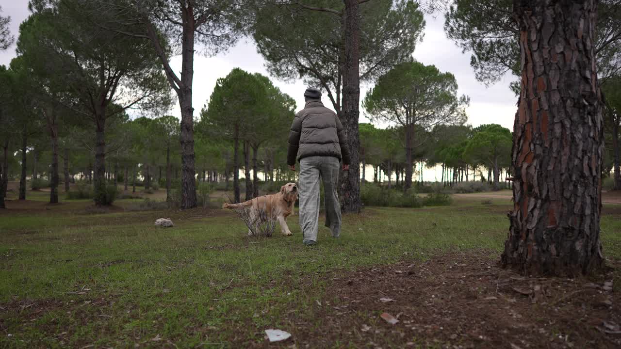 一个女人和她的金毛猎犬在森林里玩耍。视频素材