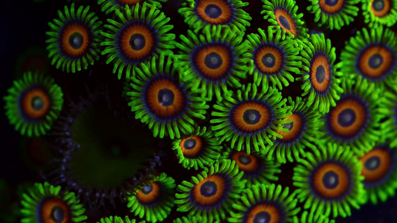 向日葵zoanthids珊瑚礁时间推移视频素材