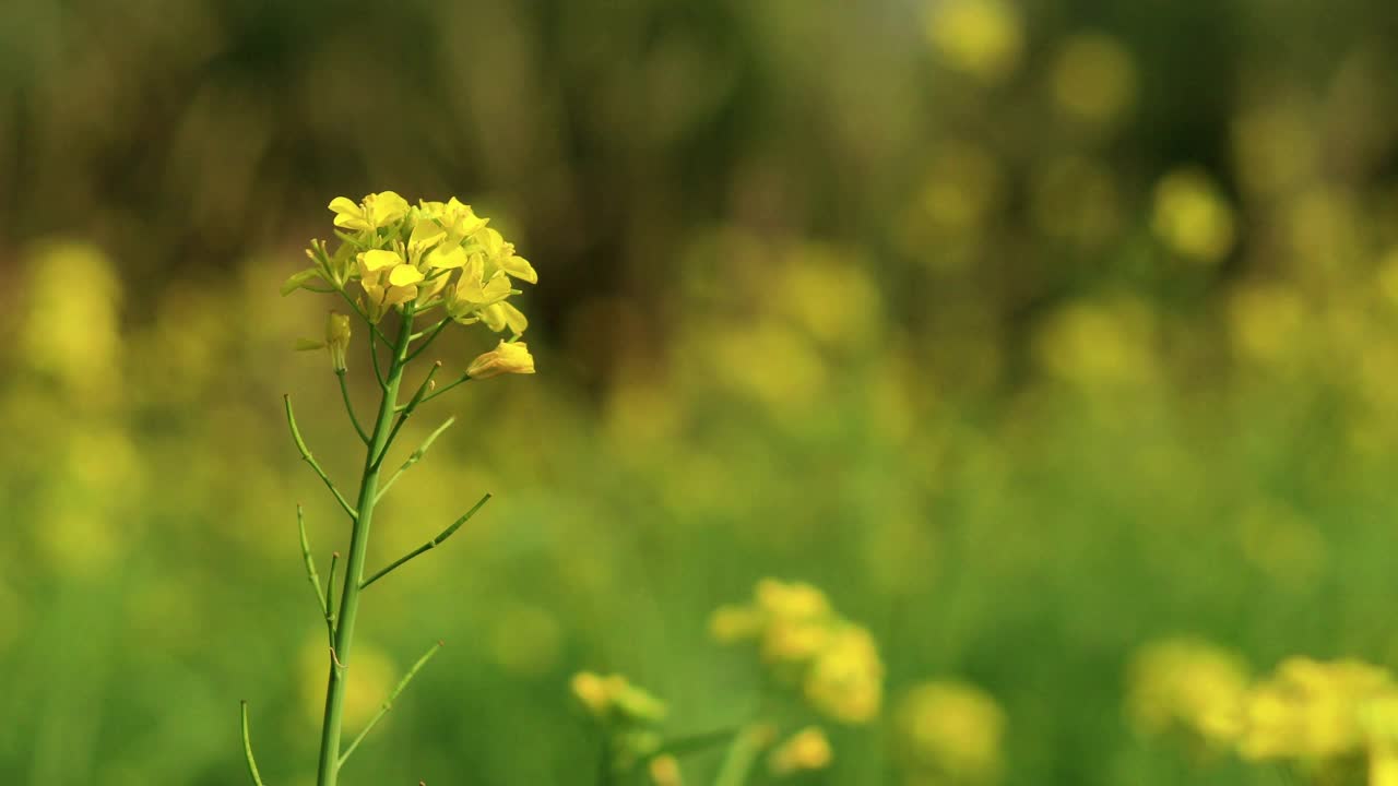 芥菜植物与侧复制空间视频素材