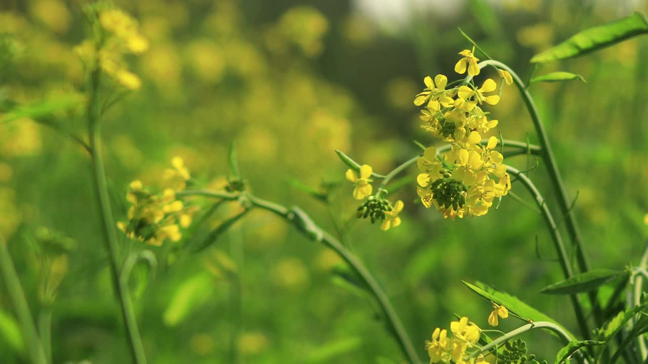 芥菜植物与侧复制空间视频素材