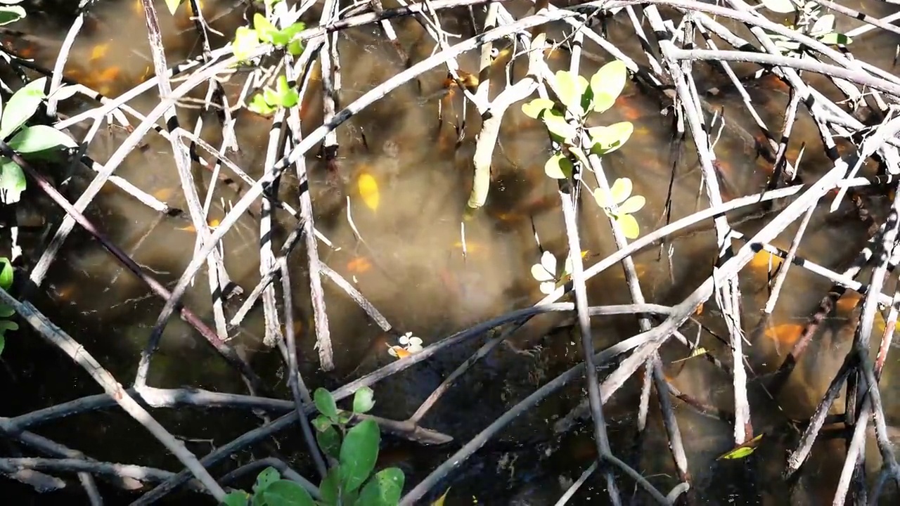 红树林的根在泛滥的泥土里视频素材