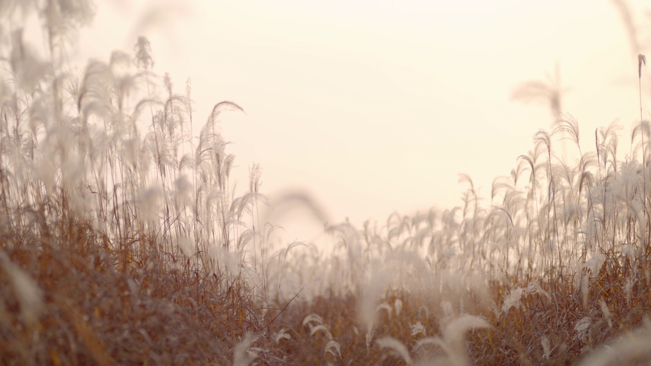 Reed field in evening /韩国视频素材