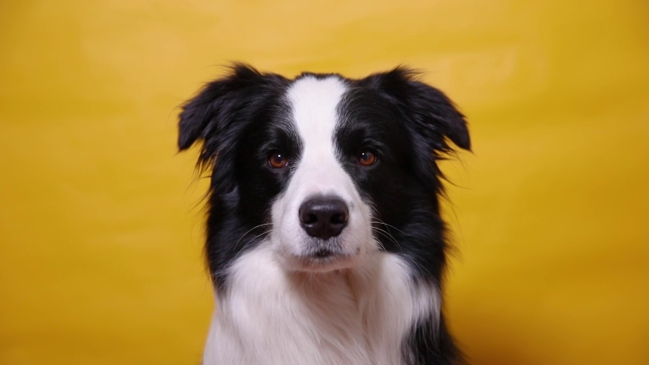 有趣的肖像可爱的小狗狗边境牧羊犬孤立在黄色多彩的背景。可爱的宠物狗。宠物动物生命概念视频素材