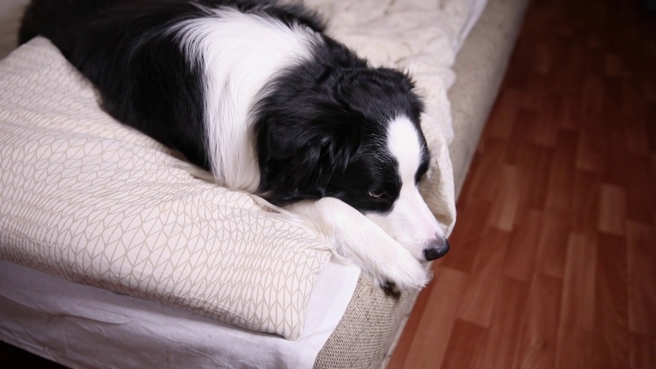 有趣可爱的小狗狗边境牧羊犬躺在床上的枕头毯子。不要打扰我，让我睡觉。宠物狗躺在家里午睡睡觉在室内。有趣的宠物动物生活理念视频素材