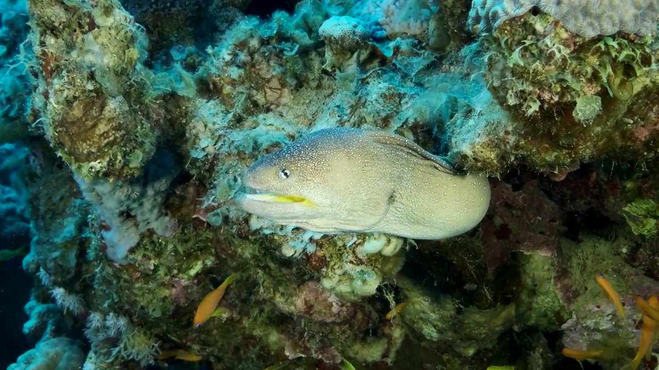 马里从它的藏身之处向外窥视。黄嘴海鳗(Gymnothorax nudiomer)， 4k -60帧/秒视频下载