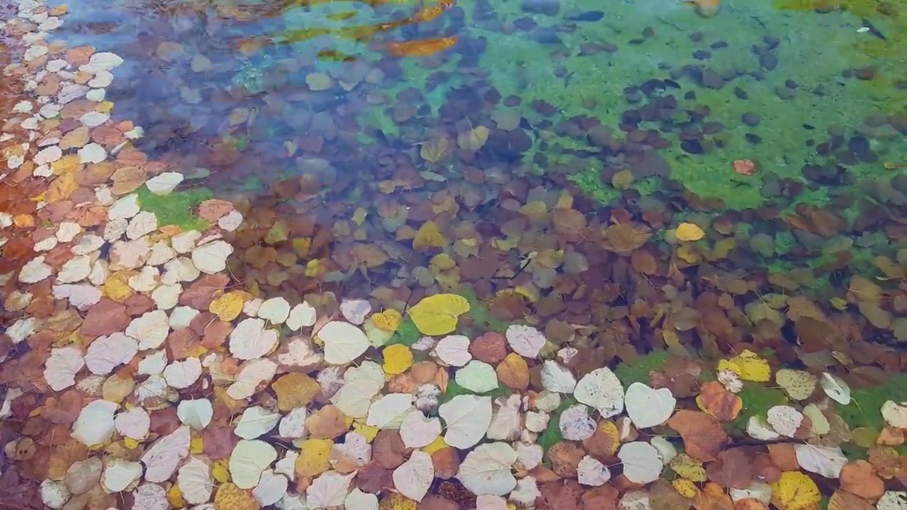 秋叶浮在水面上视频素材