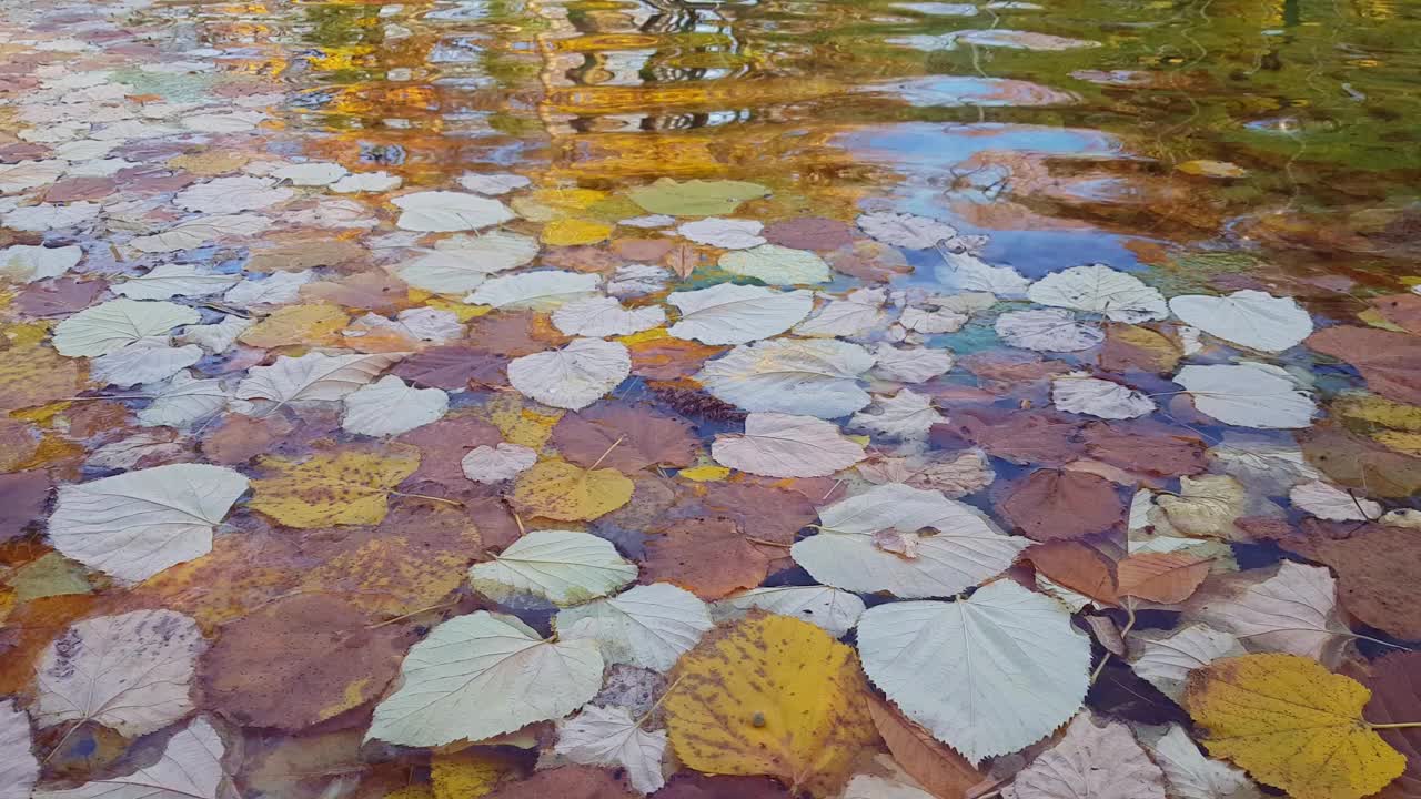 秋叶浮在水面上视频素材