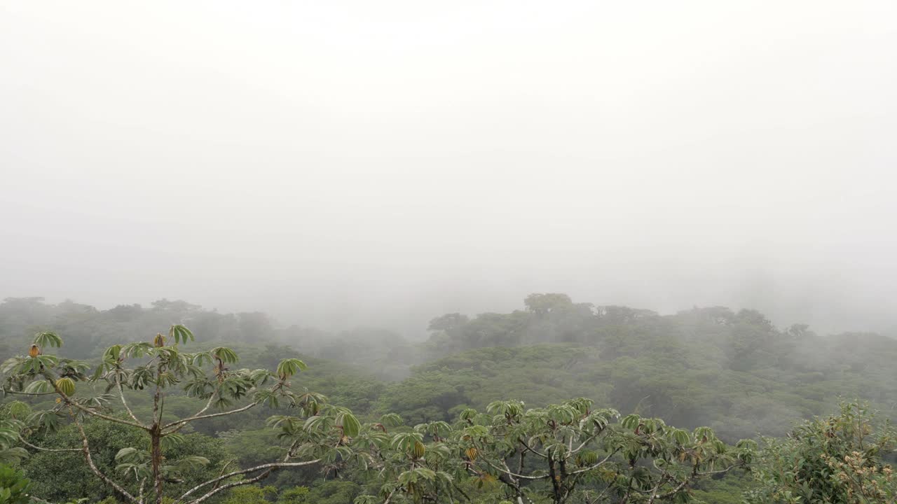 随着时间的推移，美丽的哥斯达黎加森林，云朵在绿色茂盛的丛林和热带雨林上快速上下移动。视频素材