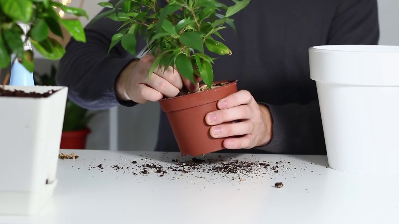 一个人把一株植物从一个旧花盆里拿出来，种在一个新的花盆里。植物移植回家。视频素材