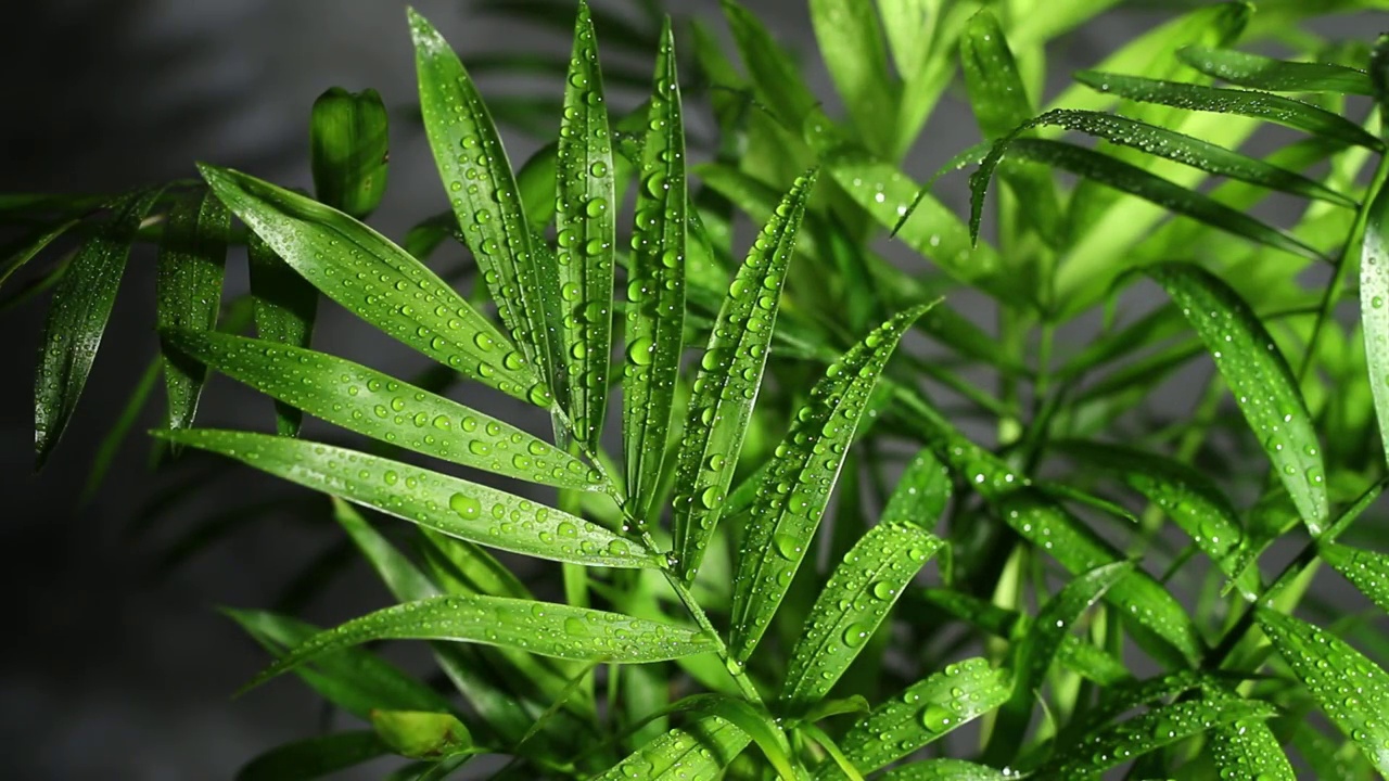 金凤花棕榈树在雨中带着雨滴落在树叶上。光、太阳、影子都在变化。视频素材