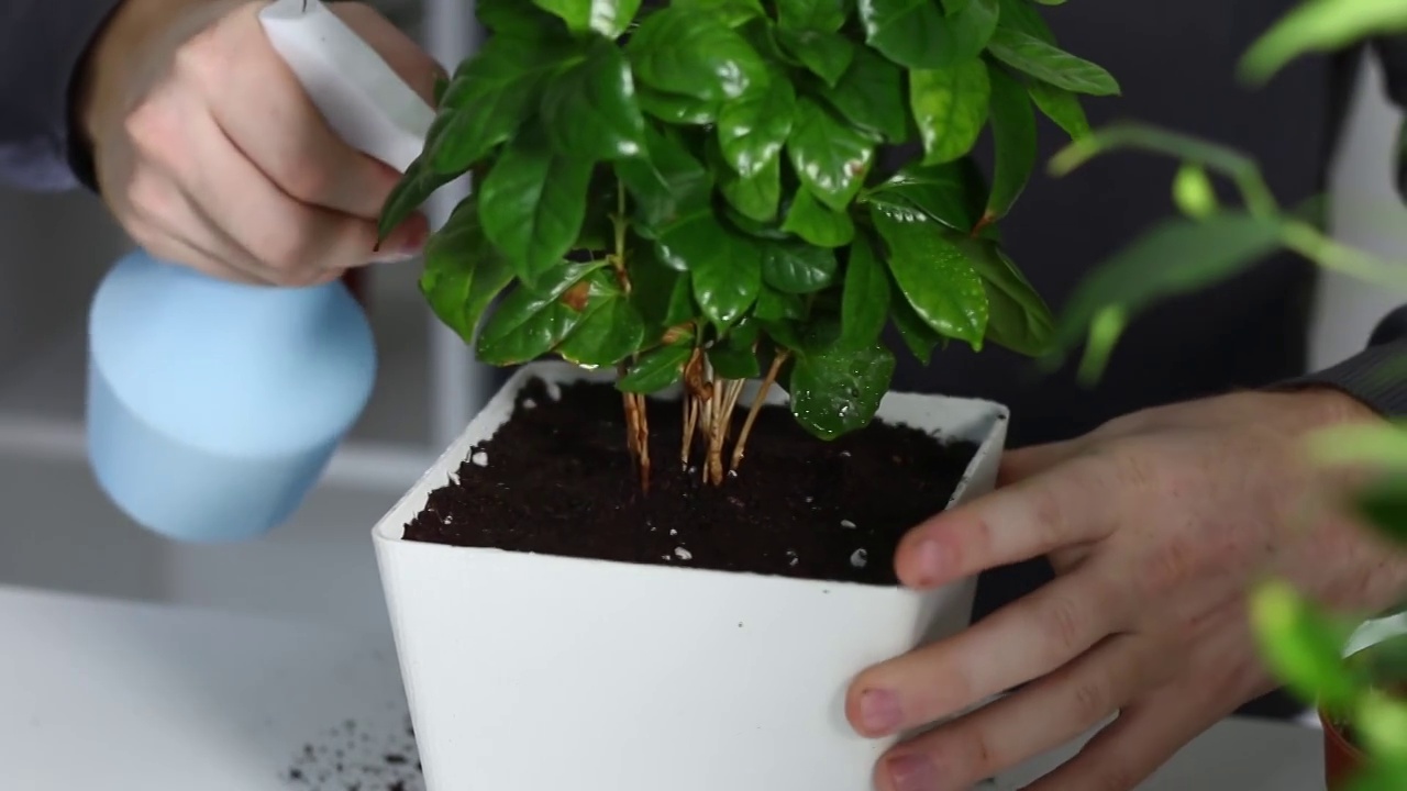 一名男子在从一个旧花盆移植到一个新花盆后给植物喷药。家庭园艺。视频素材