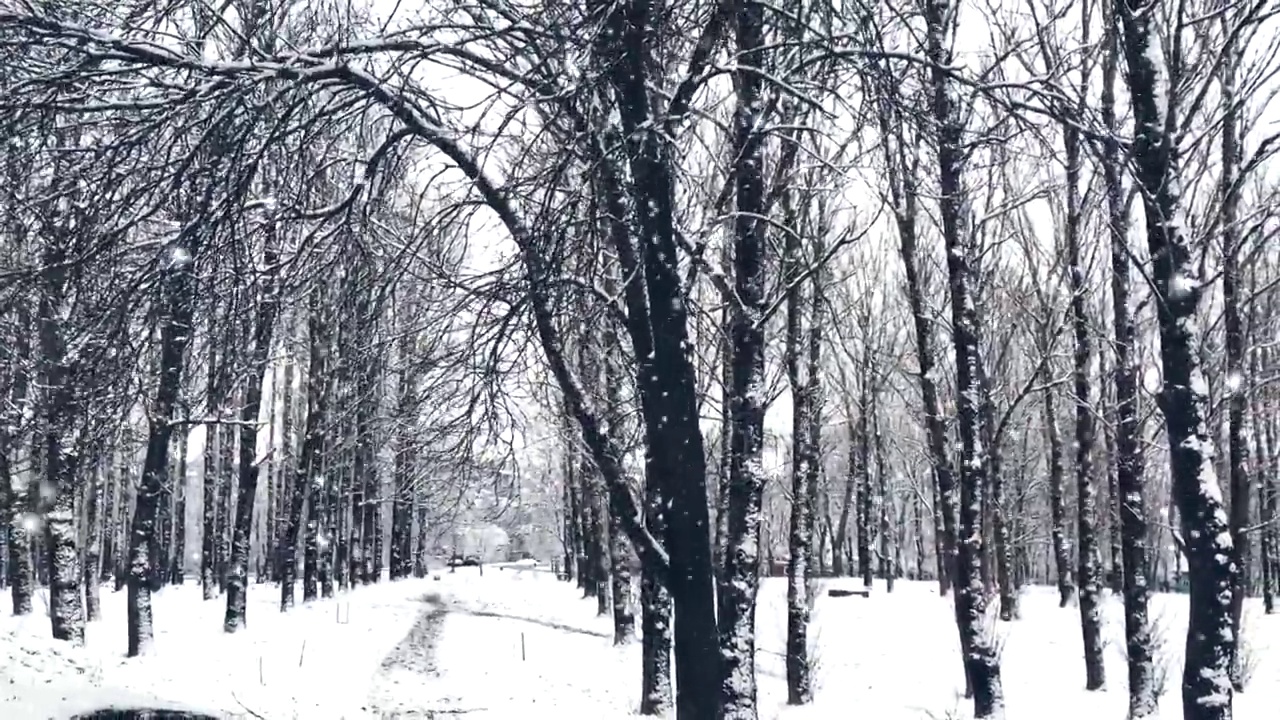 冬季森林作为圣诞假期的背景，积雪和树木覆盖视频素材