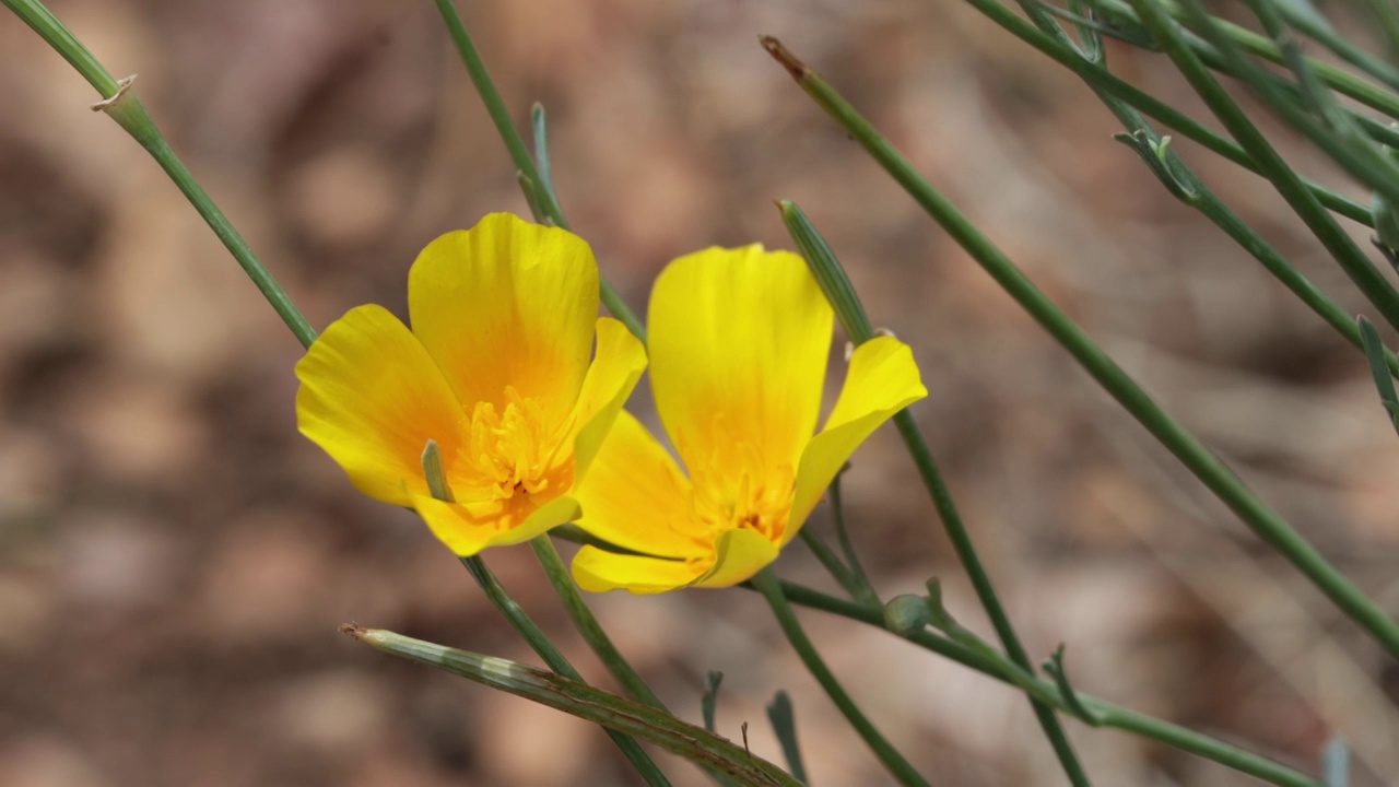 加州花Eschscholzia california bloom -鲍德温湖- 062521 v视频素材