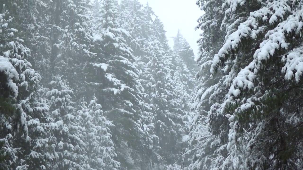 在印度喜马恰尔邦的马纳里，冬天下雪时，慢镜头拍摄的雪落在被雪覆盖的森林中的松树前。冬天森林里下雪了。视频素材