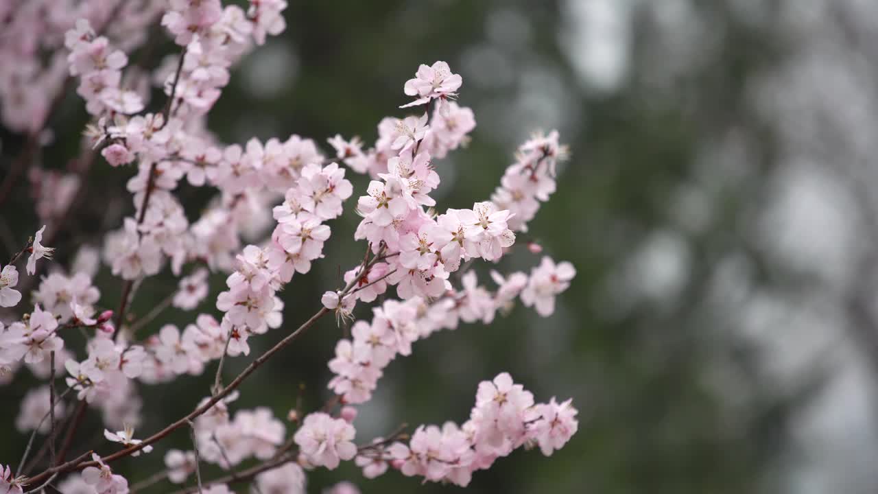 春天樱花盛开视频下载