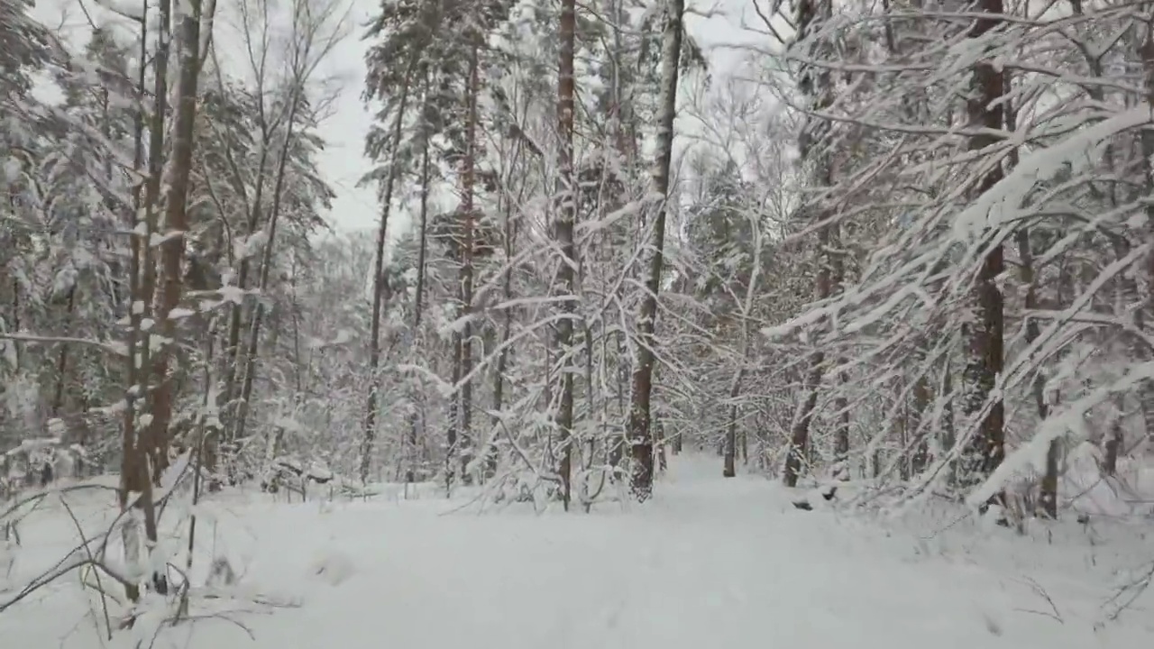 走在冬天的路上。在阳光明媚的日子里，冬天森林里洁白的雪。视频素材