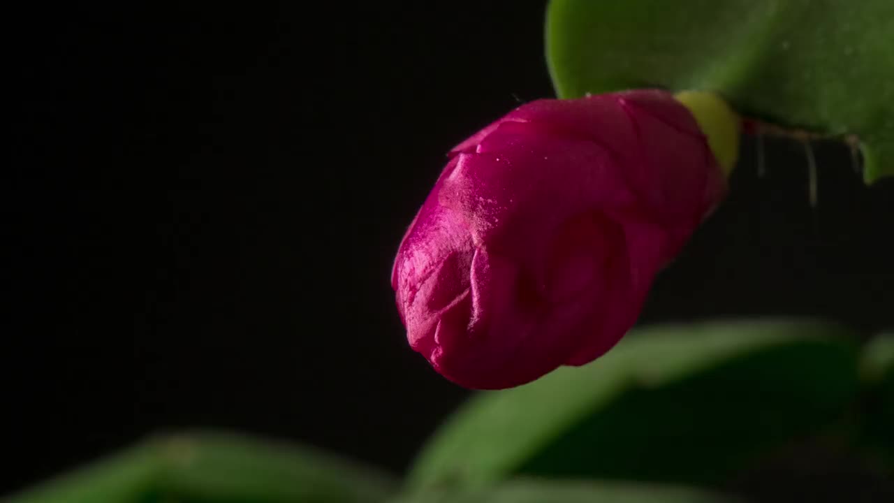 圣诞仙人掌花在黑色背景下绽放的延时视频。大黄花的生长。视频素材