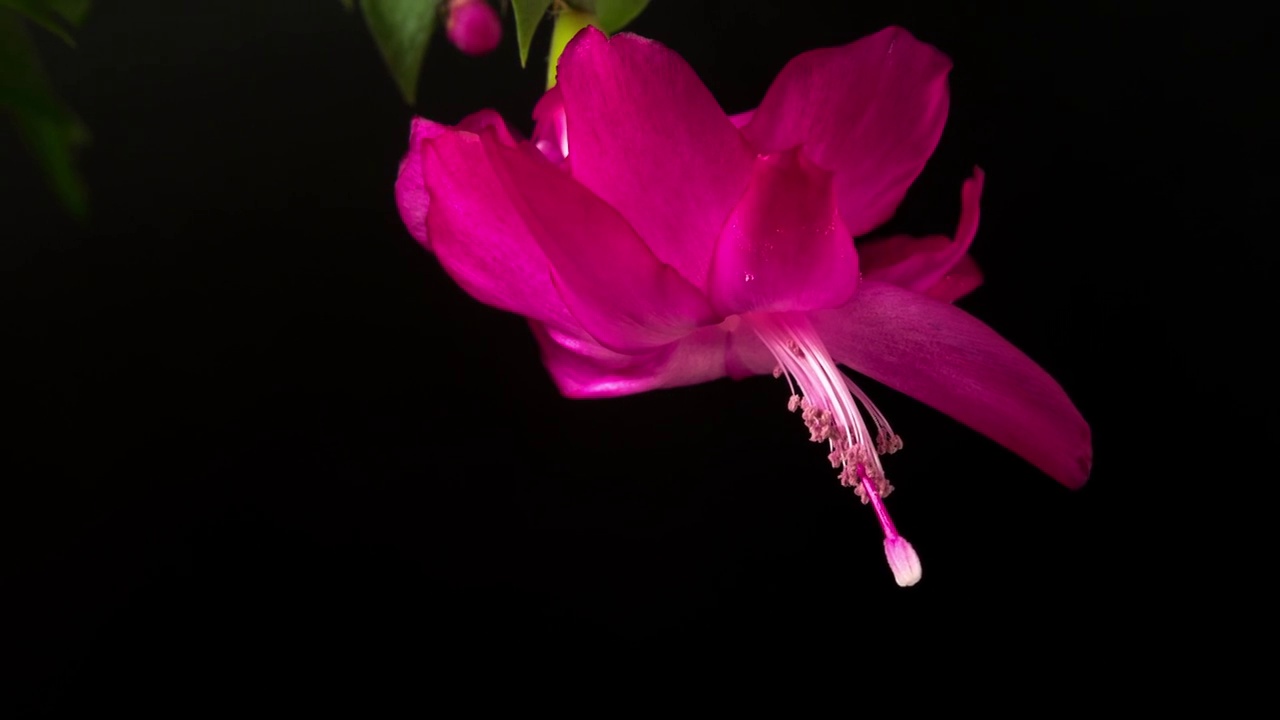 圣诞仙人掌花在黑色背景下绽放的延时视频。大黄花的生长。视频素材