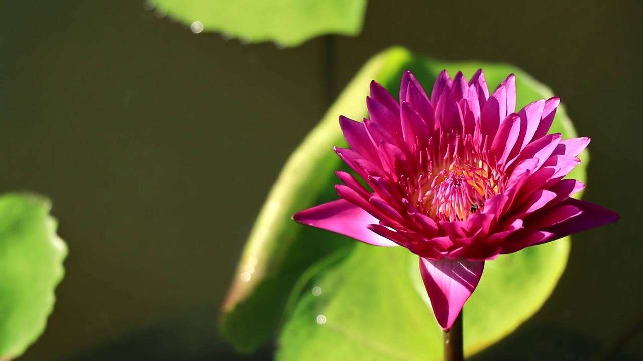 蜜蜂在荷花上蜂群，蜜蜂正在从红莲的花粉中采集花蜜。视频素材